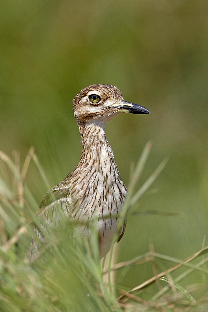 Water Thickknee (Water Dikkop) (Burhinus vermiculatus), Kruger National Park, South Africa, Africa