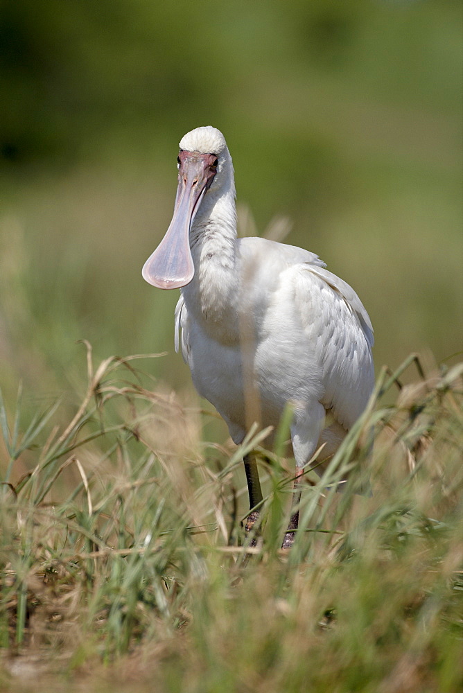 African Spoonbill (Platalea alba), Kruger National Park, South Africa, Africa