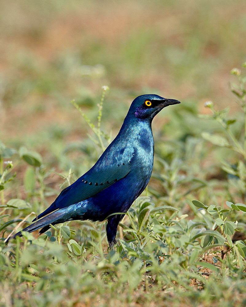 Greater Blue-Eared Glossy Starling (Lamprotornis chalybaeus), Kruger National Park, South Africa, Africa