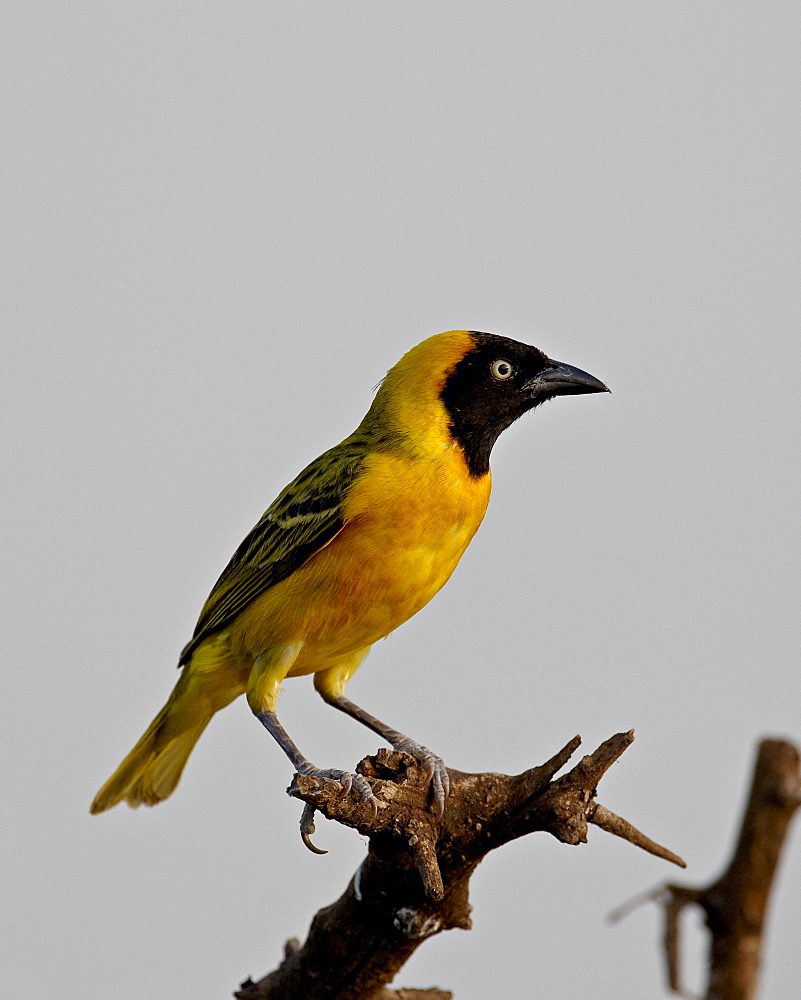 Male Lesser Masked Weaver (Ploceus intermedius), Kruger National Park, South Africa, Africa