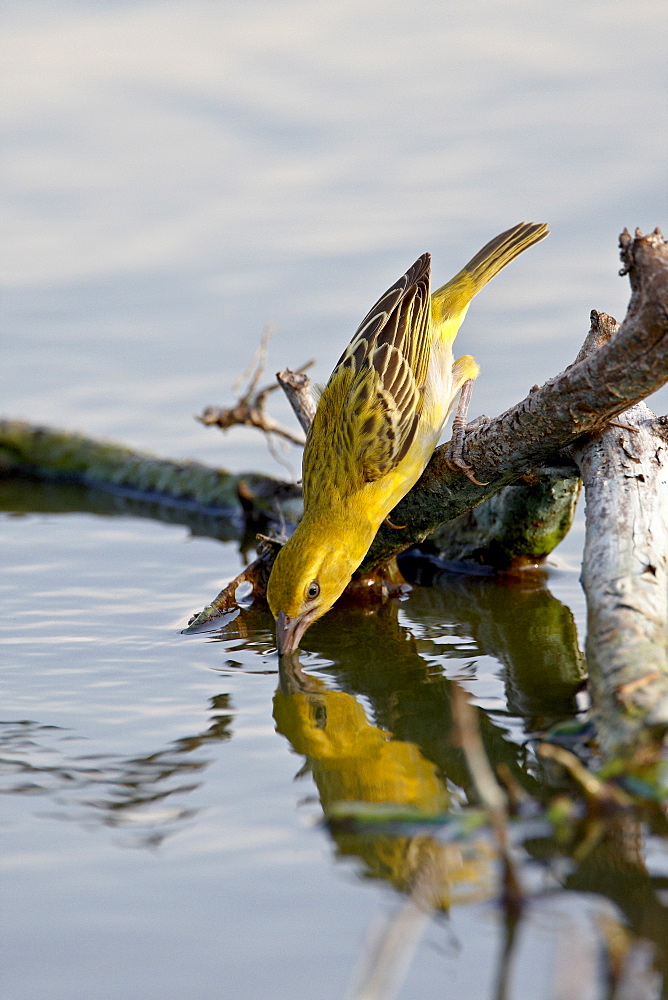 Female Lesser Masked Weaver (Ploceus intermedius) drinking, Kruger National Park, South Africa, Africa