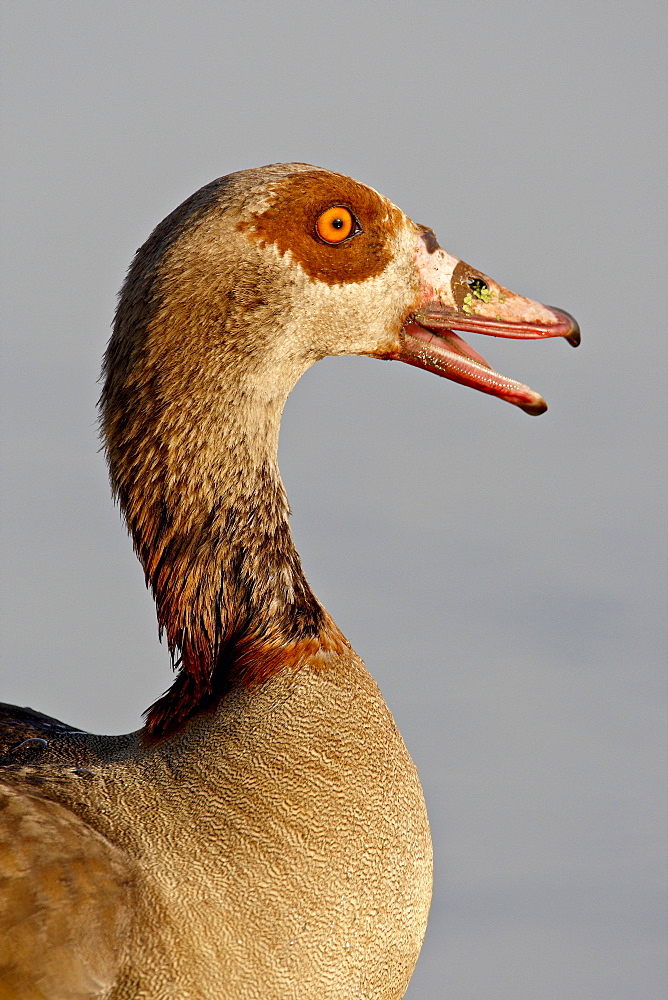 Egyptian Goose (Alopochen aegyptiacus), Kruger National Park, South Africa, Africa