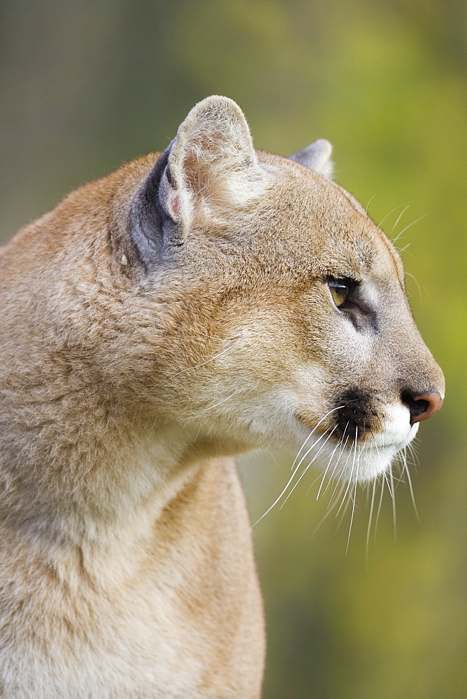 Mountain lion (cougar) (Felis concolor) staring, in captivity, Minnesota Wildlife Connection, Minnesota, United States of America, North America