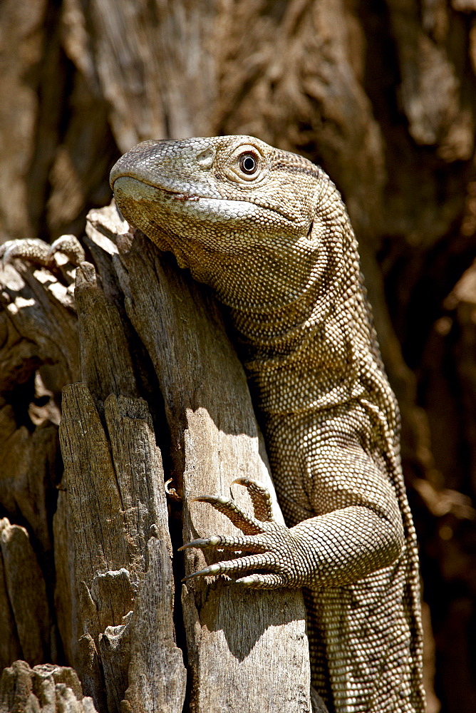 Rock Monitor (White-Throated Monitor) (Varanus albigularis), Kruger National Park, South Africa, Africa