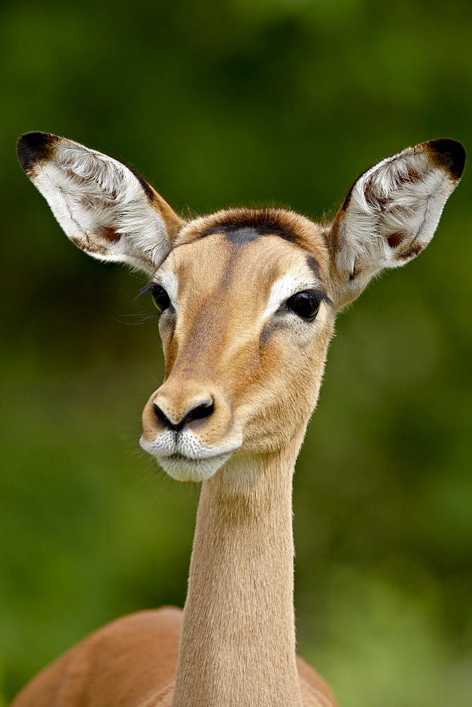 Female Impala (Aepyceros melampus), Kruger National Park, South Africa, Africa