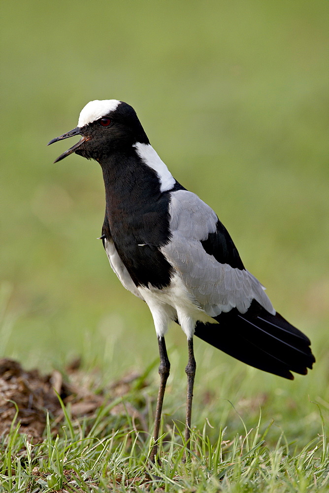 Blacksmith Plover or Blacksmith Lapwing (Vanellus armatus), Kruger National Park, South Africa, Africa