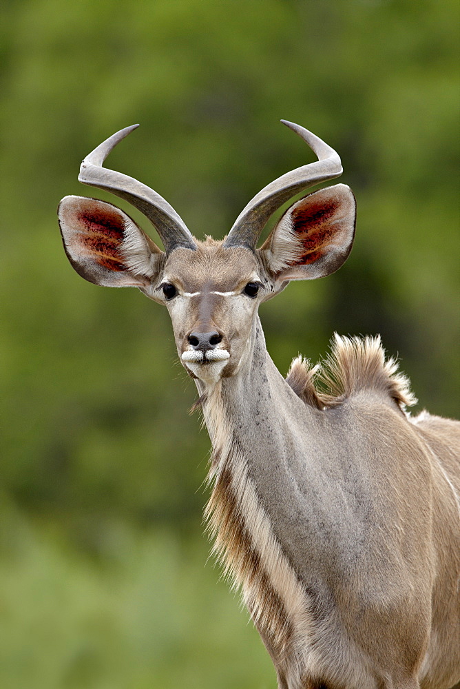 Male Greater Kudu (Tragelaphus strepsiceros), Kruger National Park, South Africa, Africa