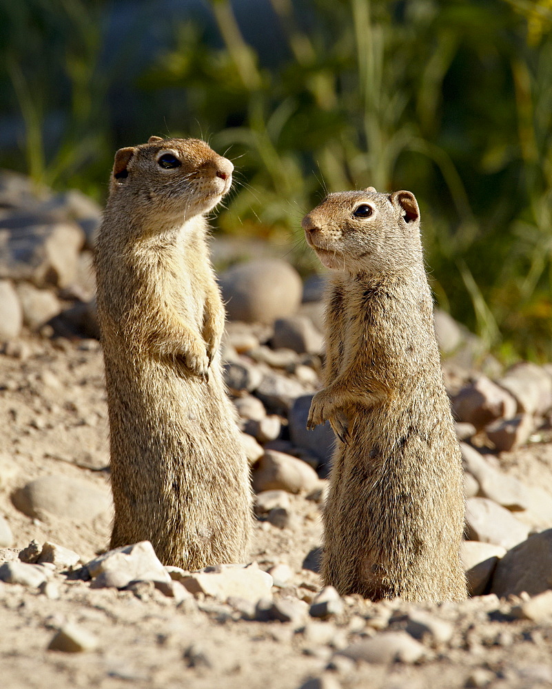 Two Richardson Ground Squirrel (Citellus richardsoni), Grand Teton National Park, Wyoming, United States of America, North America