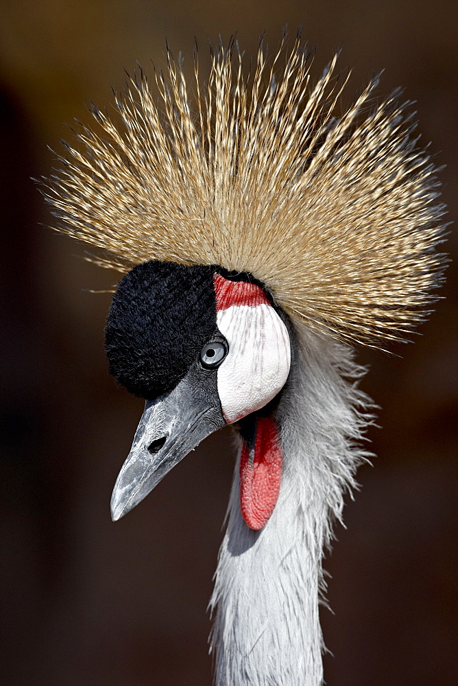 Grey Crowned Crane (Southern Crowned Cran) (Balearica regulorum) in captivity, Denver Zoo, Denver, Colorado, United States of America, North America