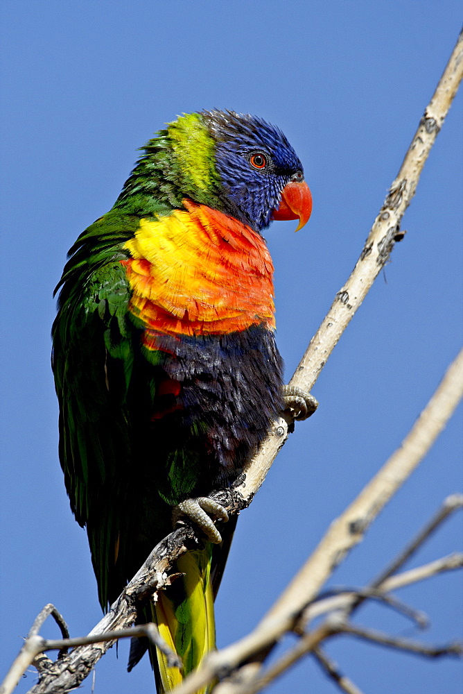 Green-Naped Lorikeet (Trichoglossus haematodus haematodus) in captivity, Denver Zoo, Denver, Colorado, United States of America, North America