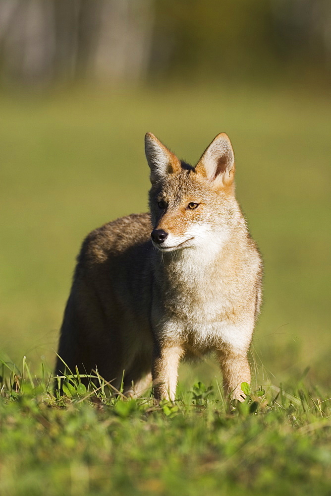 Coyote (Canis latrans) standing, in captivity, Sandstone, Minnesota, United States of America, North America