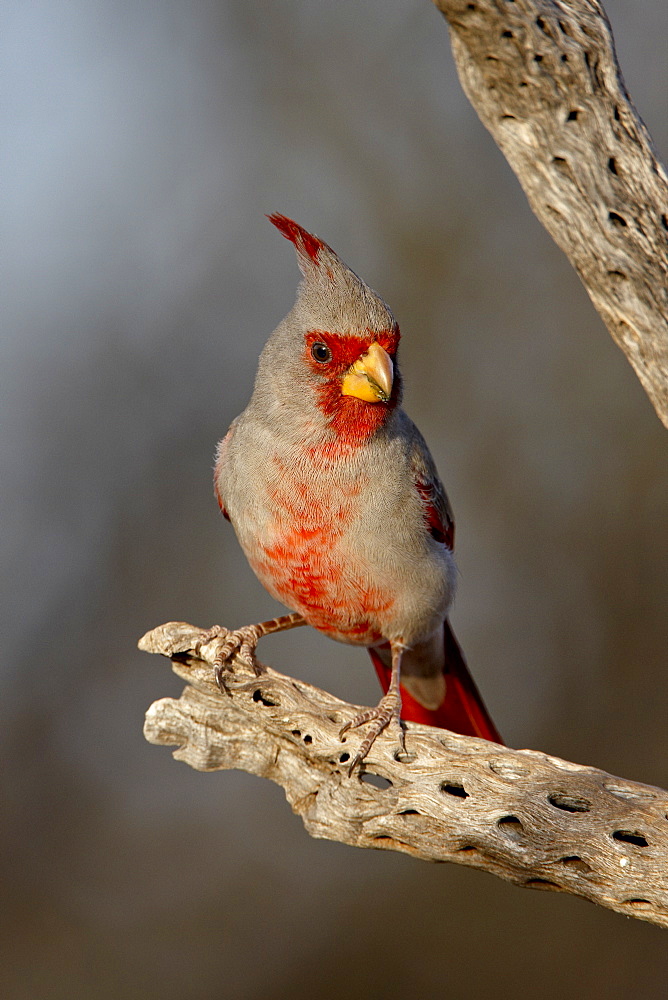 Male pyrrhuloxia (Cardinalis sinuatus), The Pond, Amado, Arizona, United States of America, North America