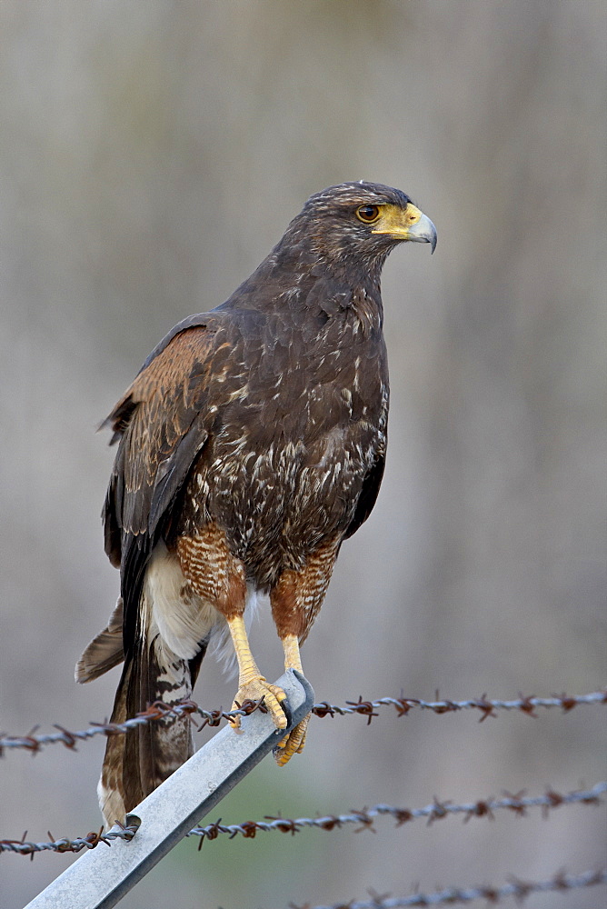 Harris's hawk (Parabuteo unicinctus), Sweetwater Wetlands, Tucson, Arizona, United States of America, North America