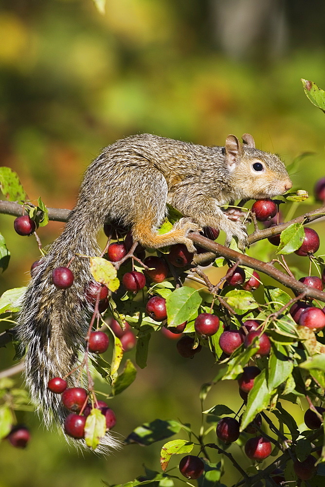 Eastern gray squirrel (Sciurus carolinensis) in a crab apple tree, in captivity, Minnesota Wildlife Connection, Sandstone, Minnesota, United States of America, North America