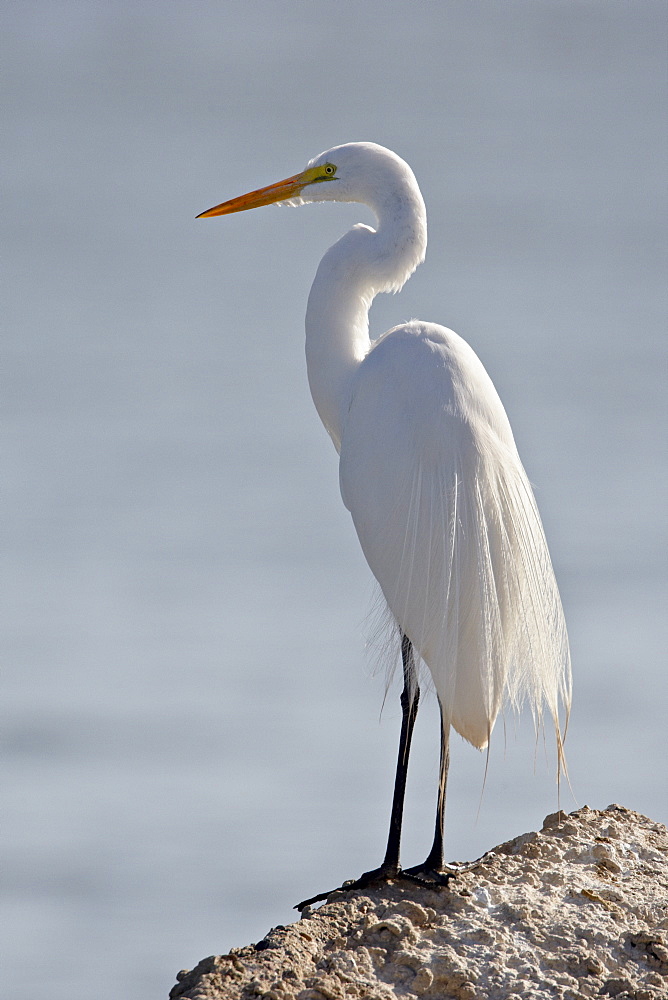 Great egret (Ardea alba) in breeding plumage, Sonny Bono Salton Sea National Wildlife Refuge, California, United States of America, North America