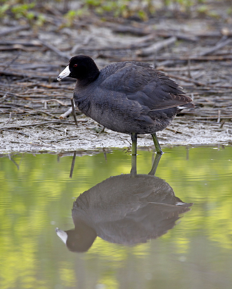 American coot (Fulica americana), San Jacinto Wildlife Area, California, United States of America, North America