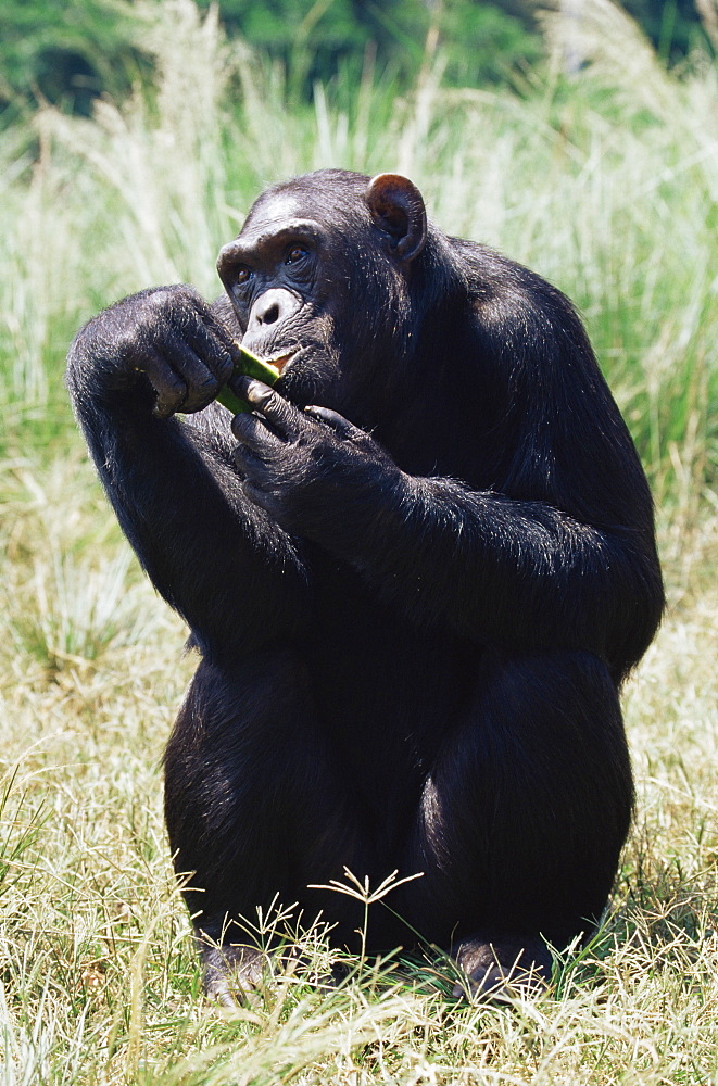 Chimpanzee (Pan troglodytes) in captivity, Uganda Wildlife Education Centre, Ngamba Island, Uganda, East Africa, Africa