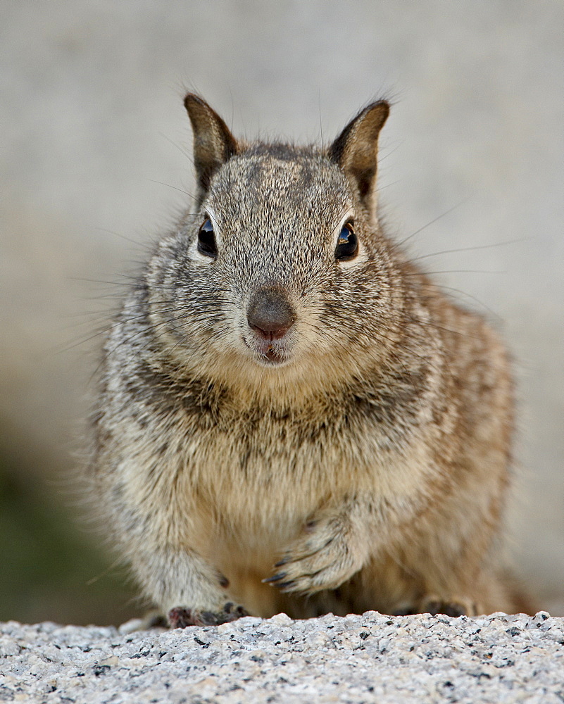 California ground squirrel (Citellus beecheyi), Joshua Tree National Park, California, United States of America, North America