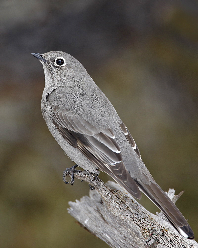 Townsend's solitaire (Myadestes townsendi), Abiquiu Lake, New Mexico, United States of America, North America