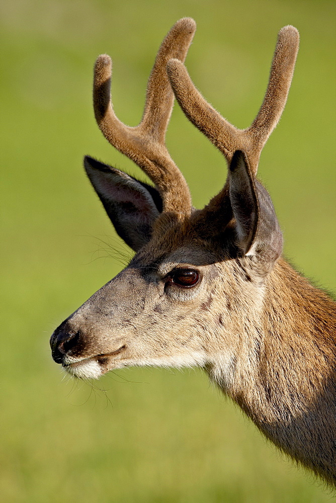 Mule deer (Odocoileus hemionus) buck in velvet, Glacier National Park, Montana, United States of America, North America