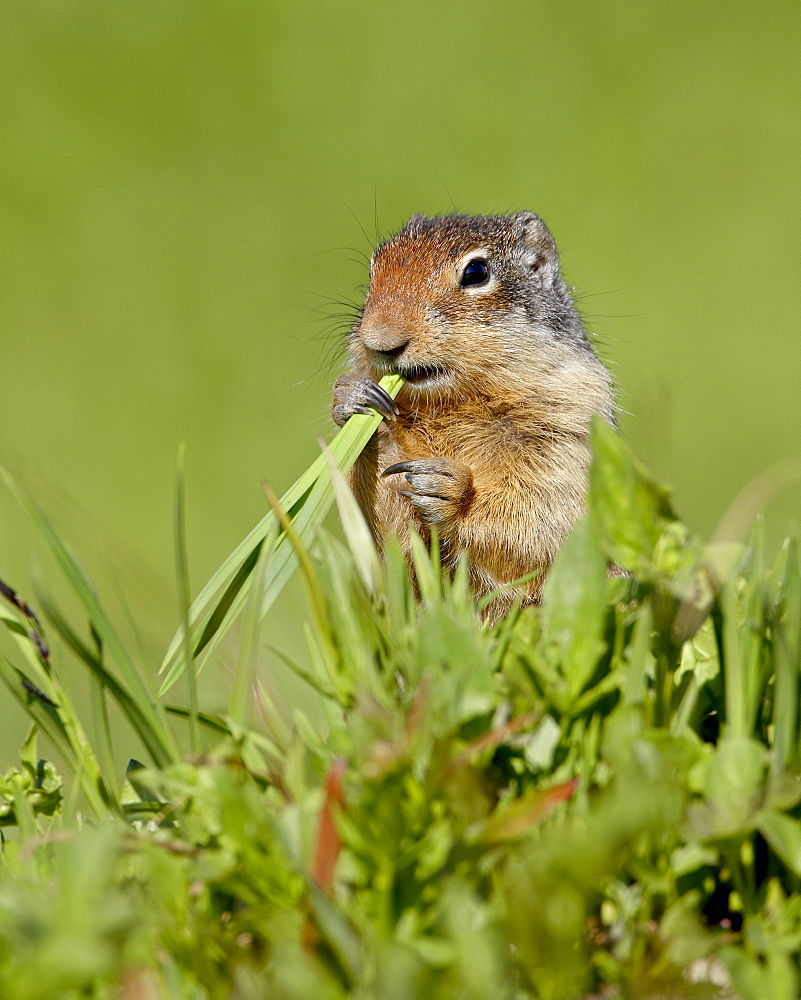 Columbian ground squirrel (Citellus columbianus) eating, Glacier National Park, Montana, United States of America, North America