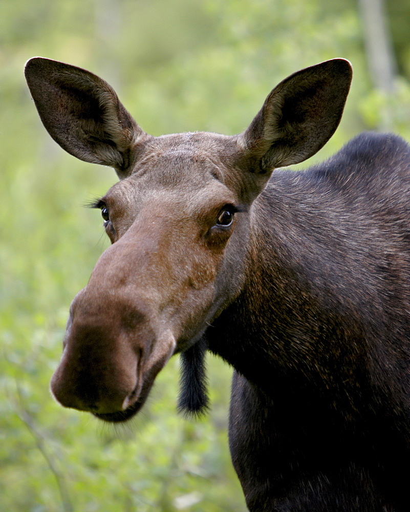 Cow moose (Alces alces), Glacier National Park, Montana, United States of America, North America