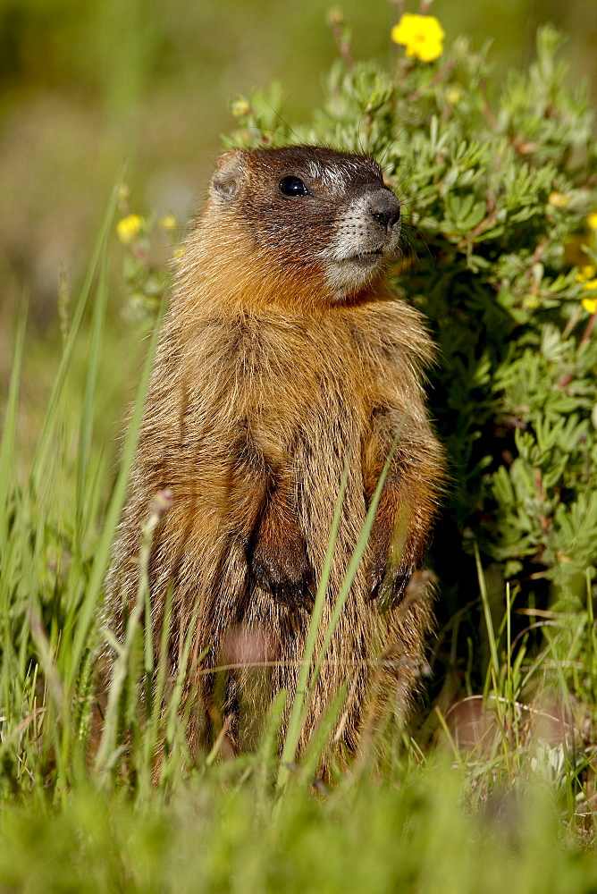 Yellow-bellied marmot (yellowbelly marmot) (Marmota flaviventris), Camp Hale, White River National Forest, Colorado, United States of America, North America