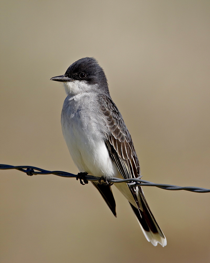 Eastern kingbird (Tyrannus tyrannus), Pawnee National Grassland, Colorado, United States of America, North America