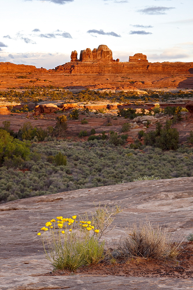 The Wooden Shoe rock formation and stemless woollybase (Hymenoxys acaulis) at sunset, The Needles District, Canyonlands National Park, Utah, United States of America, North America