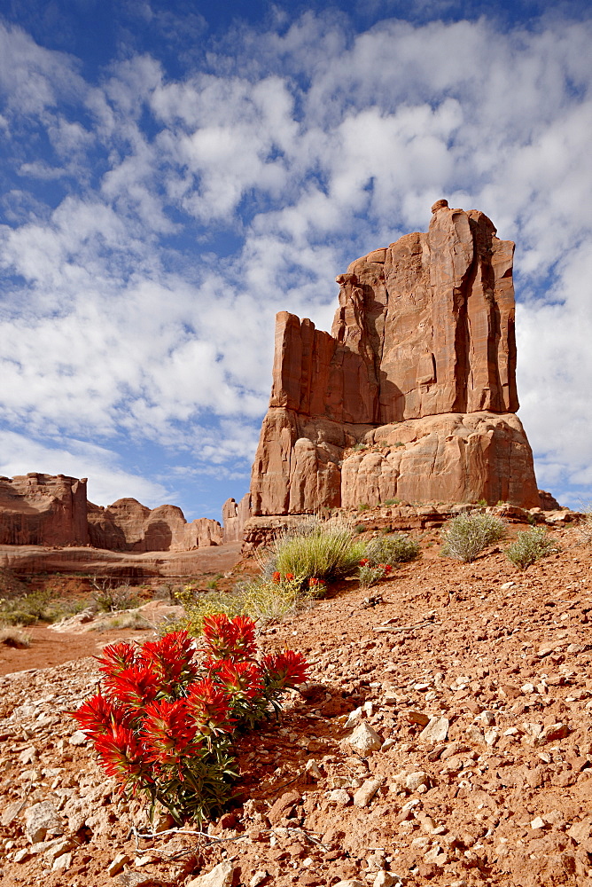 Rock formation and common paintbrush (Castilleja chromosa), Arches National Park, Utah, United States of America, North America