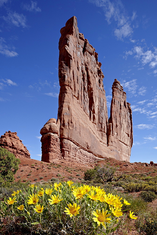 The Organ with rough mulesears (Wyethia scabra), Arches National Park, Utah, United States of America, North America