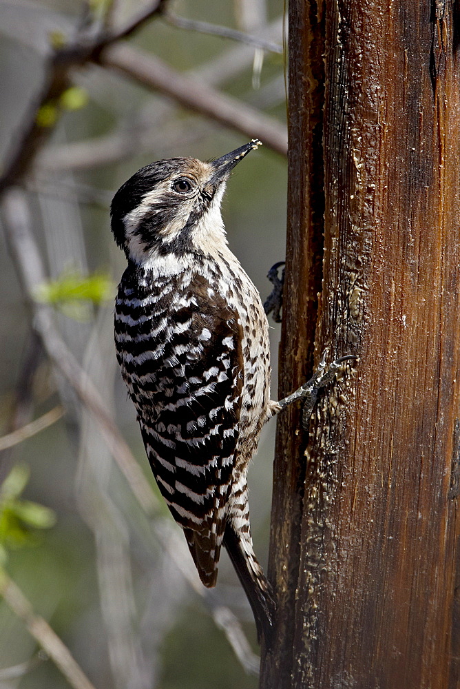 Female ladder-backed woodpecker (Picoides scalaris), Chiricahuas, Coronado National Forest, Arizona, United States of America, North America