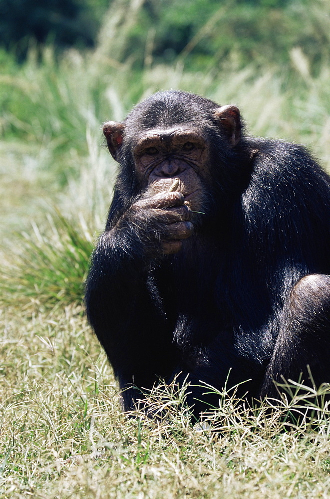 Chimpanzee (Pan troglodytes) in captivity, Uganda Wildlife Education Centre, Ngamba Island, Uganda, East Africa, Africa