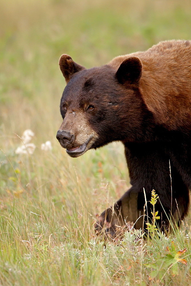 Black bear (Ursus americanus), Waterton Lakes National Park, Alberta, Canada, North America