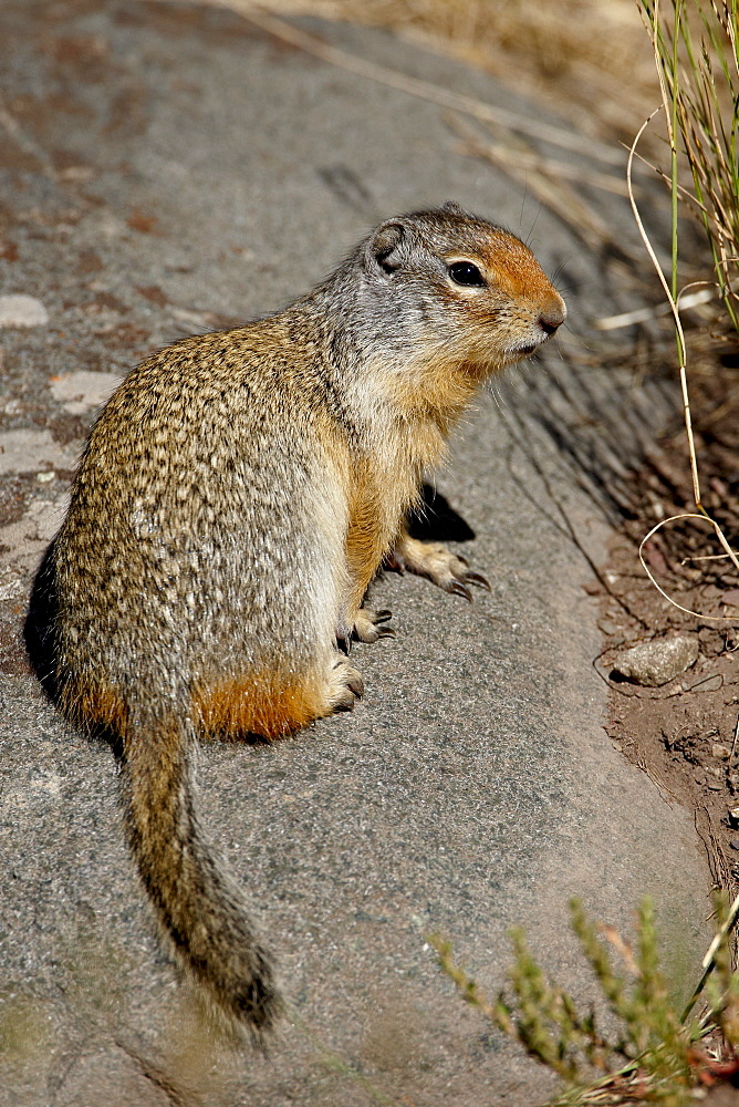 Columbian ground squirrel (Citellus columbianus), Waterton Lakes National Park, Alberta, Canada, North America