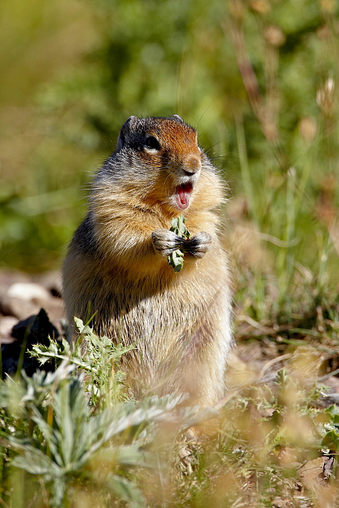 Columbian ground squirrel (Citellus columbianus) eating, Waterton Lakes National Park, Alberta, Canada, North America