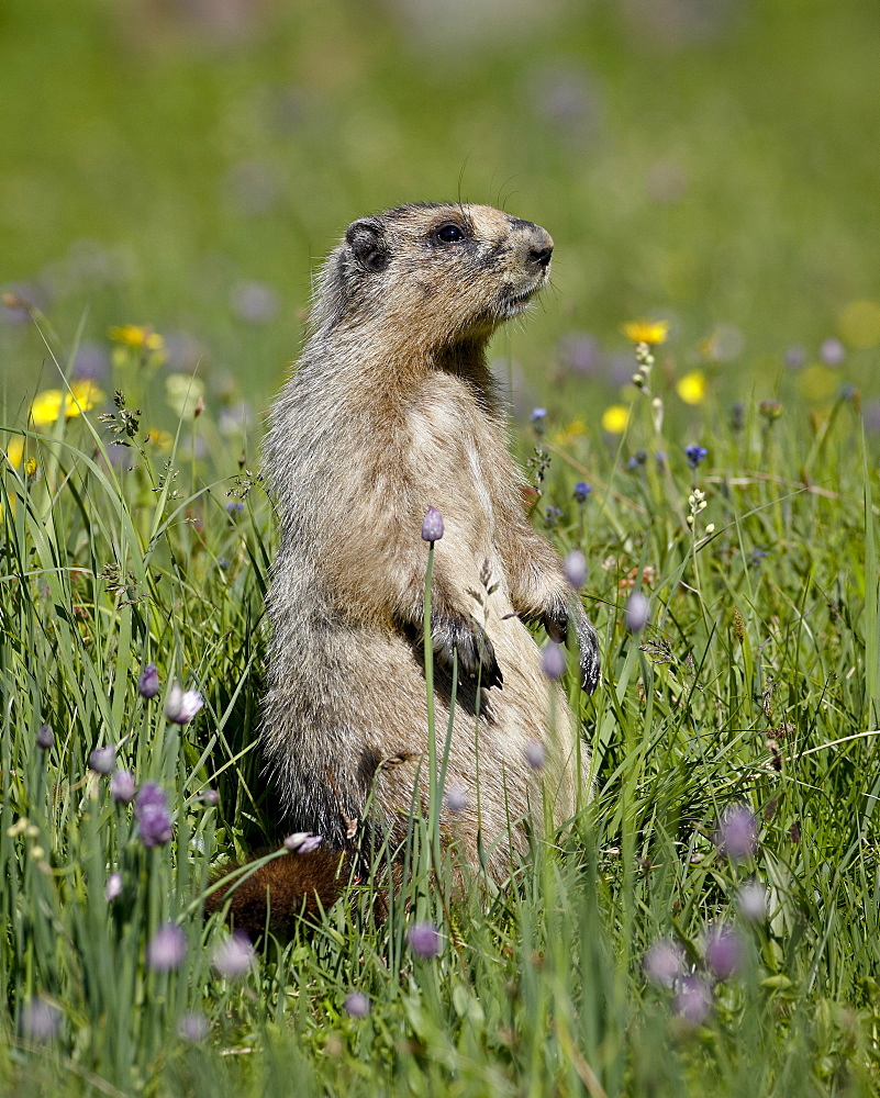 Hoary Marmot (Marmota caligata), Glacier National Park, Montana, United States of America, North America