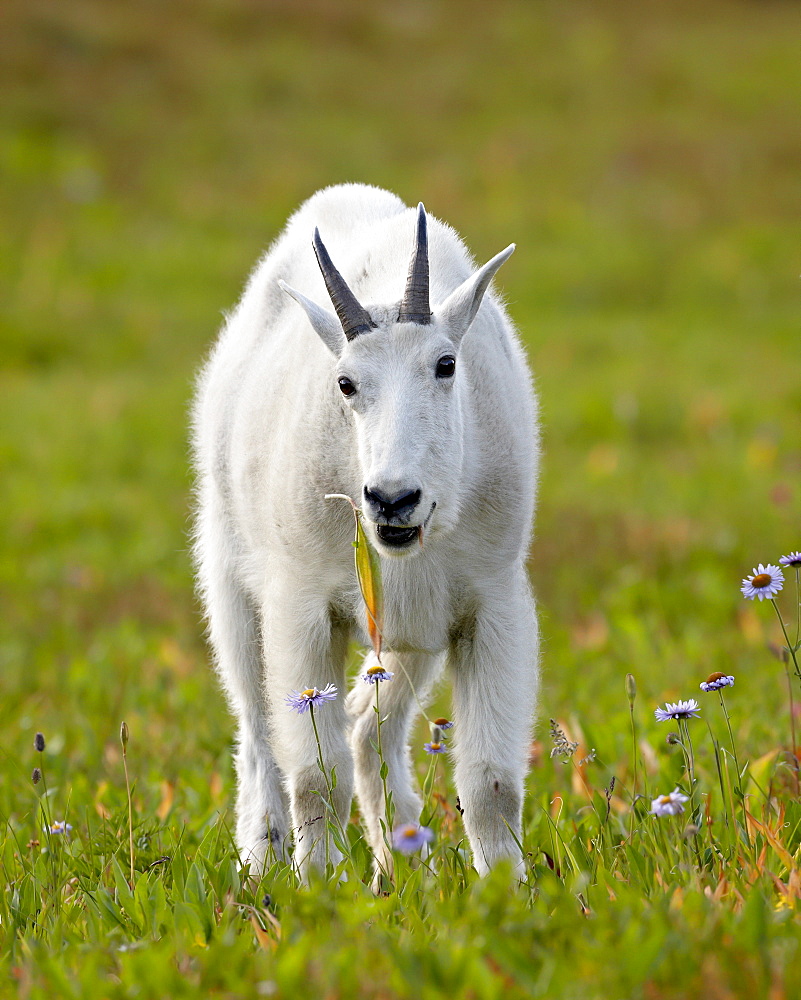 Mountain goat (Oreamnos americanus) eating, Glacier National Park, Montana, United States of America, North America