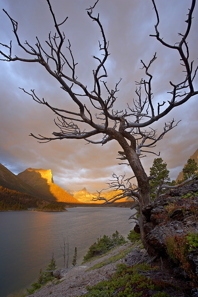 Bare tree at sunrise, St. Mary Lake, Glacier National Park, Montana, United States of America, North America