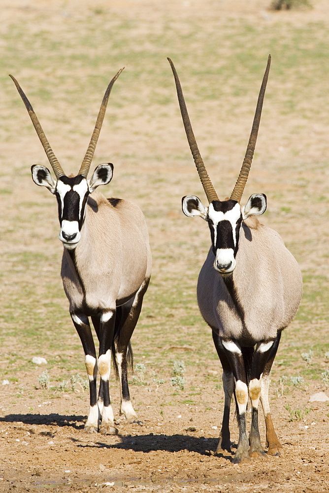 Two gemsbok (South African oryx) (Oryx gazella), Kgalagadi Transfrontier Park, encompassing the former Kalahari Gemsbok National Park, South Africa, Africa