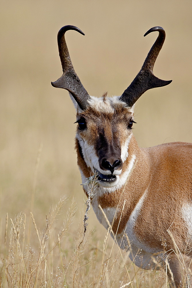 Pronghorn (Antilocapra americana) buck eating, Custer State Park, South Dakota, United States of America, North America