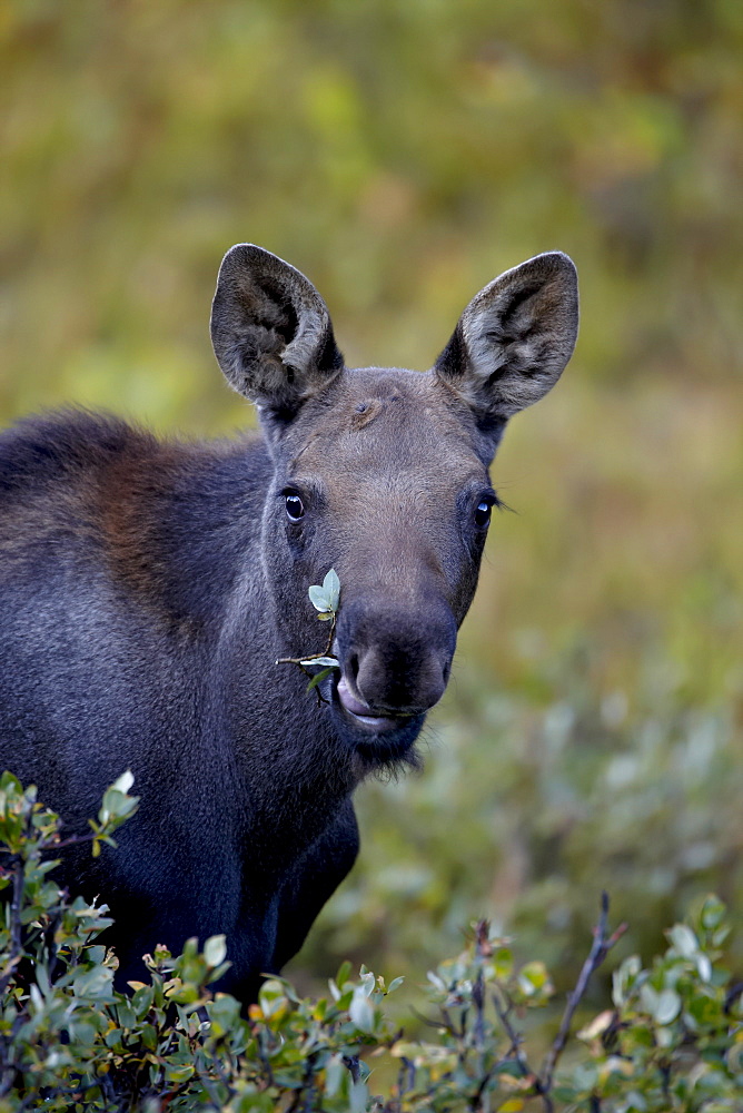 Moose (Alces alces) calf eating, Colorado State Forest State Park, Colorado, United States of America, North America