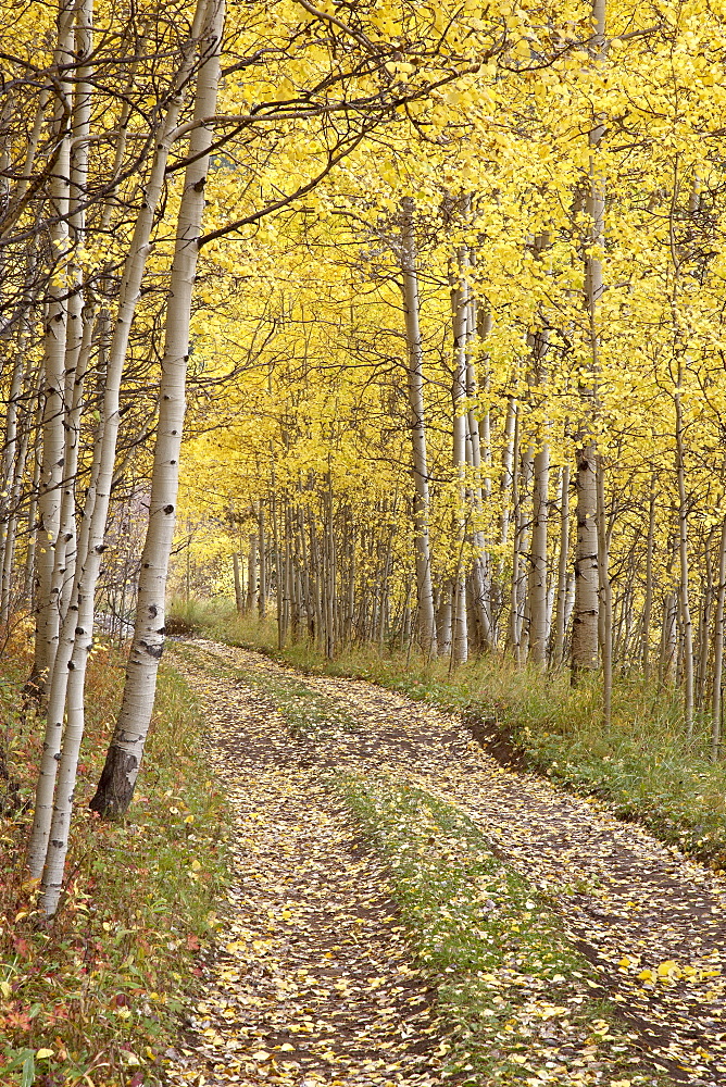 Lane through fall aspens, Ophir Pass, Uncompahgre National Forest, Colorado, United States of America, North America