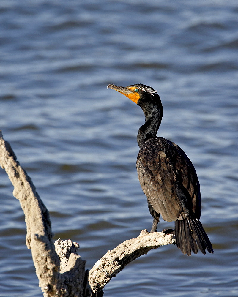 Double-crested cormorant (Phalacrocorax auritus), Sonny Bono Salton Sea National Wildlife Refuge, California, United States of America, North America