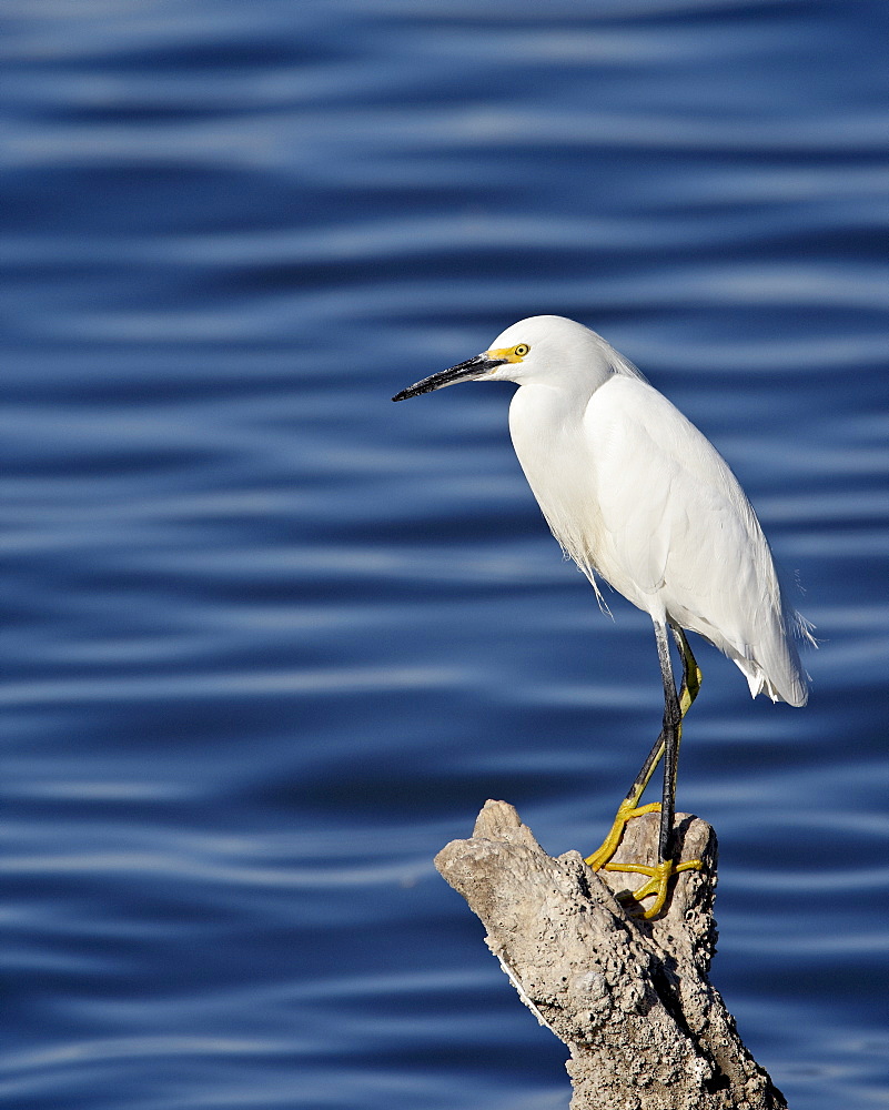 Snowy egret (Egretta thula), Sonny Bono Salton Sea National Wildlife Refuge, California, United States of America, North America