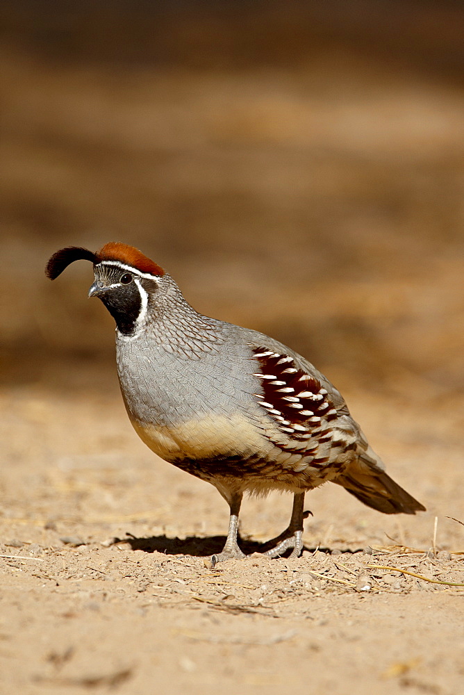 Male Gambel's quail (Callipepla gambelii), Sonny Bono Salton Sea National Wildlife Refuge, California, United States of America, North America