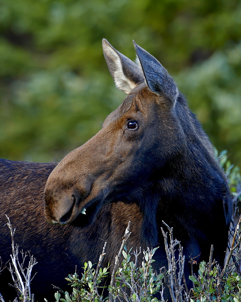 Cow moose (Alces alces), Roosevelt National Forest, Colorado, United States of America, North America