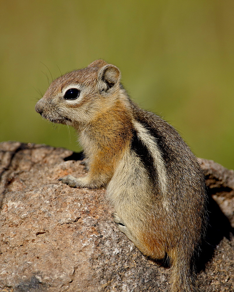 Golden-mantled squirrel (Citellus lateralis), Routt National Forest, Colorado, United States of America, North America