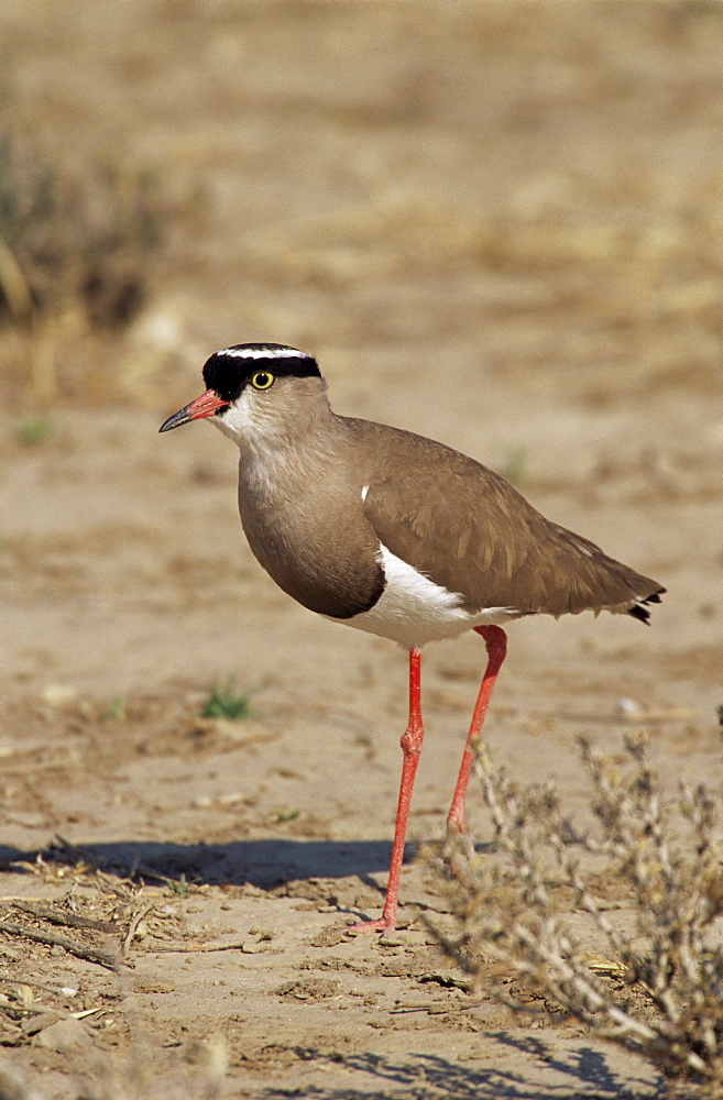 Crowned plover (Vanellus coronatus), Kgalagadi Transfrontier Park, South Africa, Africa