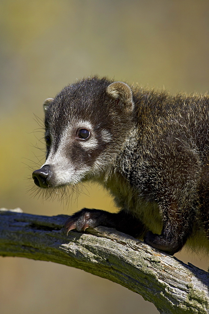 Captive coati (Nasua narica), Minnesota Wildlife Connection, Sandstone, Minnesota, United States of America, North America